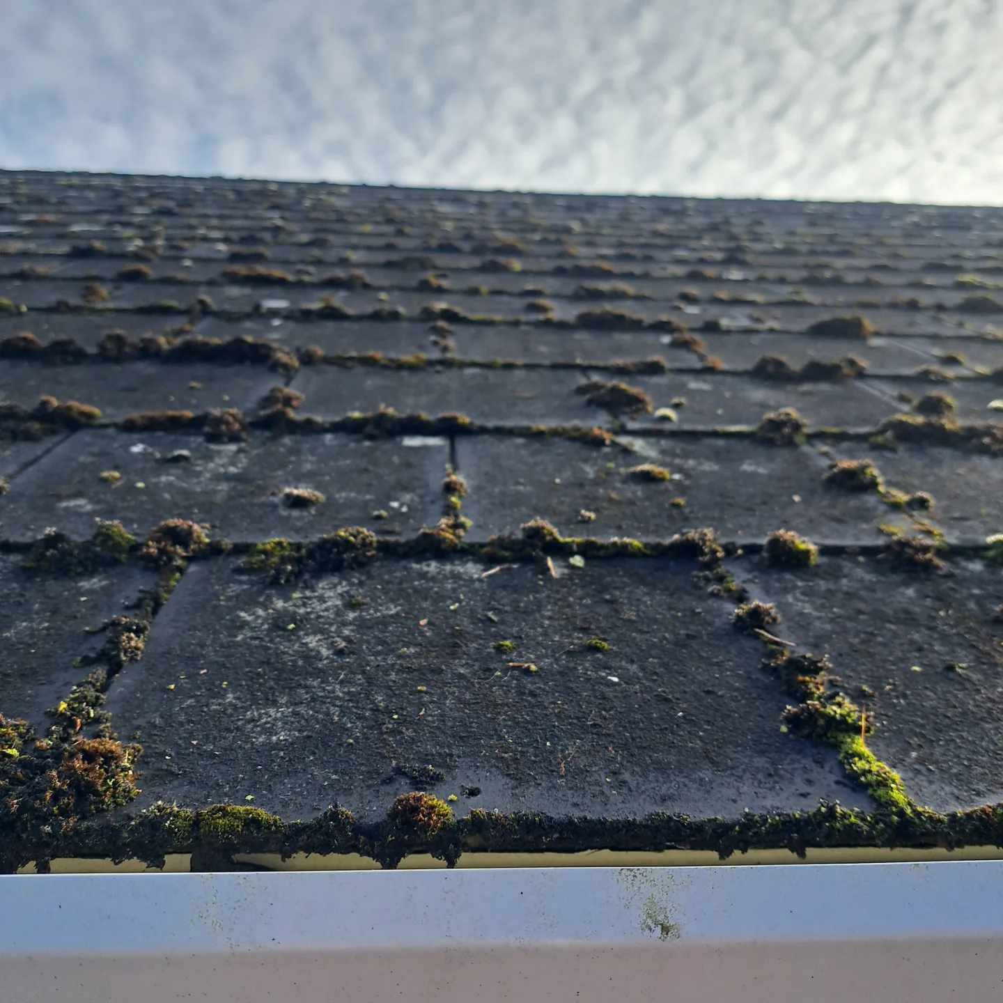 roof cleaning